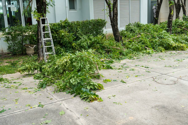 Best Storm Damage Tree Cleanup  in USA